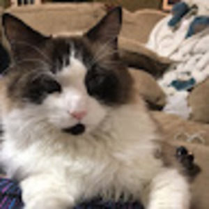 Meet your Posher, Kyra